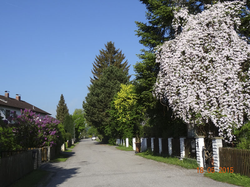 Andechser Strasse mit hauseigener Clematis